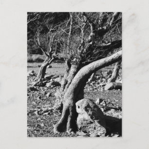 CARTE POSTALE ARBRES NOIRS ET BLANCS
