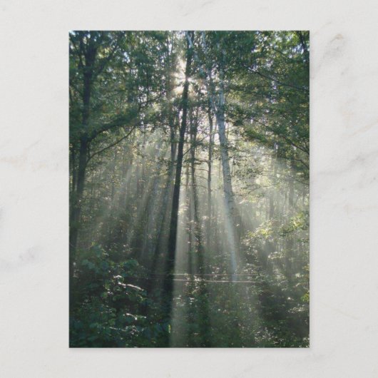 Carte postale Arbres Ontario (Devant)