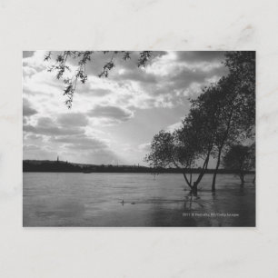 Carte Postale Arbres par lac B&W