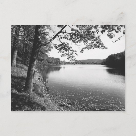 Carte Postale Arbres par rivière B&W (Devant)