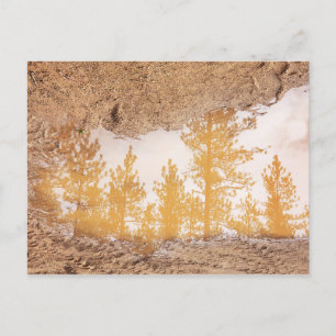 Carte Postale Arbres réfléchissant dans l'eau de la boue de plui