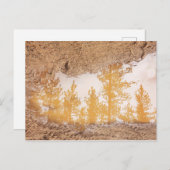 Carte Postale Arbres réfléchissant dans l'eau de la boue de plui (Devant / Derrière)