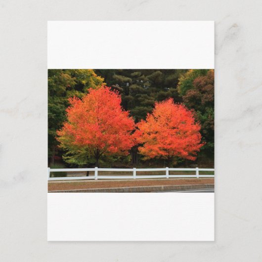 Carte postale Arbres rouges (Devant)