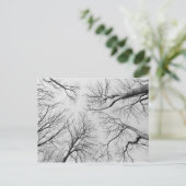 Carte Postale Arbres sans feuilles dans le bois de Thiepval (Debout devant)