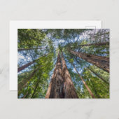 Carte Postale Arbres séquoias | Comté de Marin, Californie (Devant / Derrière)