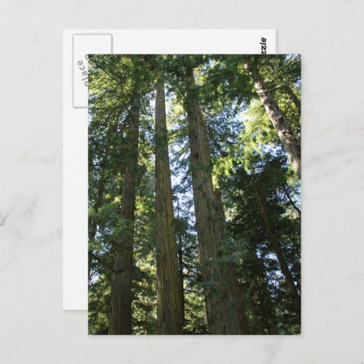 Carte Postale Arbres séquoias côtiers (Devant / Derrière)