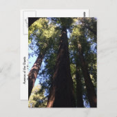 Carte Postale Arbres séquoias géants (Devant / Derrière)