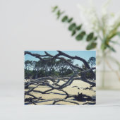 Carte Postale Arbres sur Jekyll (Debout devant)