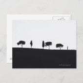 Carte Postale Arbres typiques en Toscane (Devant / Derrière)