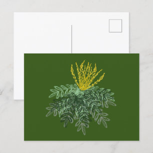 Carte Postale Arbuste botanique de Mahonia Dessiné à la main  Ve