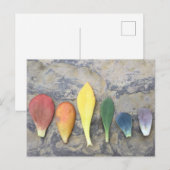 Carte Postale Arc-en-ciel à feuilles succulentes (Devant / Derrière)
