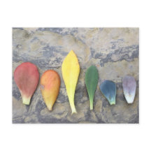 Arc-en-ciel à feuilles succulentes