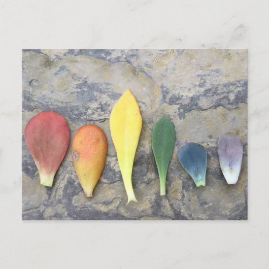 Carte Postale Arc-en-ciel à feuilles succulentes (Devant)