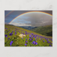 Arc-en-ciel au-dessus d'un pré fleurissant