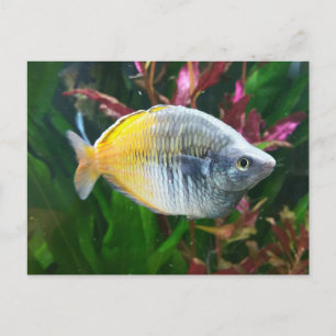 Carte Postale Arc-en-ciel de Boesemani