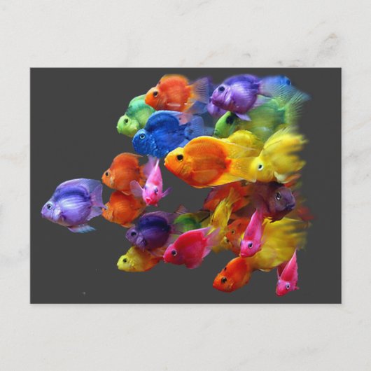 Carte Postale Arc-en-ciel de poisson perroquet (Devant)
