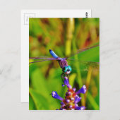 Carte Postale Arc en ciel libellule et fleur (Devant / Derrière)