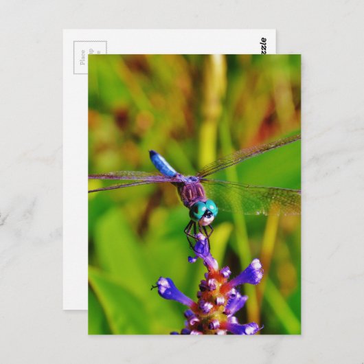 Carte Postale Arc en ciel libellule et fleur (Devant / Derrière)