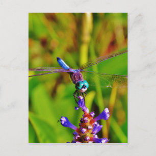 Carte Postale Arc en ciel libellule et fleur