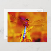 Carte Postale Arc-en-ciel libellule sur ambre et fuschie (Devant / Derrière)