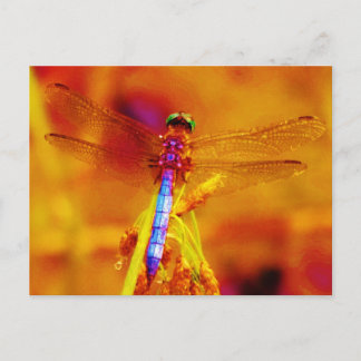 Carte Postale Arc-en-ciel libellule sur ambre et fuschie