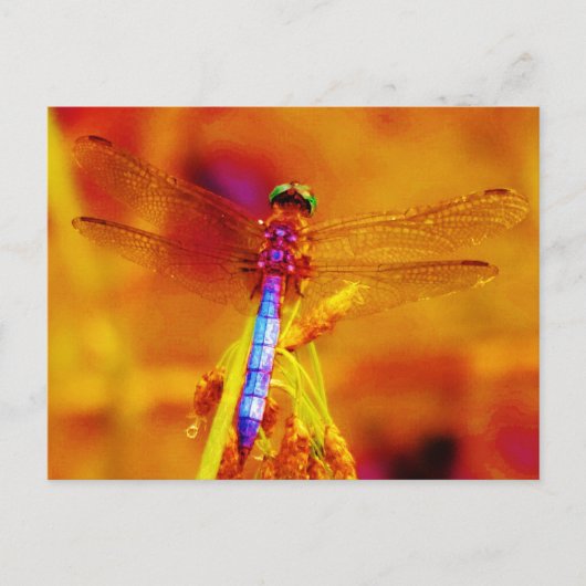 Carte Postale Arc-en-ciel libellule sur ambre et fuschie (Devant)