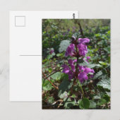 Carte Postale Archangel pourpre (Lamium purpureum) en fleurs (Devant / Derrière)