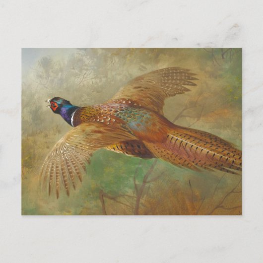 Carte Postale Archibald Thorburn faisan volant CC0583 (Devant)