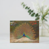 Carte Postale Archibald Thorburn Peacock (Debout devant)