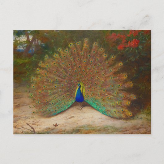Carte Postale Archibald Thorburn Peacock (Devant)