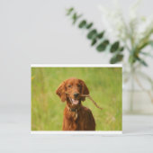 Carte Postale Archie (Debout devant)