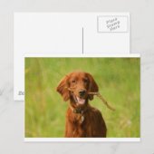 Carte Postale Archie (Devant / Derrière)