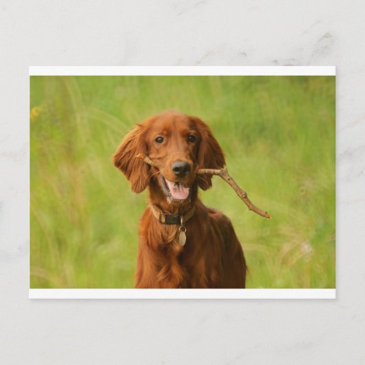 Carte Postale Archie (Devant)