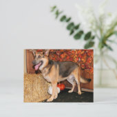 Carte Postale Archie - Berger allemand - Nissan (Debout devant)