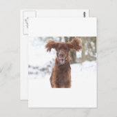 Carte Postale Archie II (Devant / Derrière)