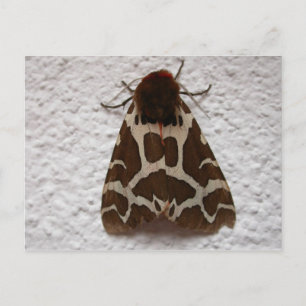 Carte Postale Arctia caja