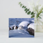 Carte postale Arctic Fox (Debout devant)