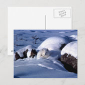 Carte postale Arctic Fox (Devant / Derrière)