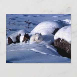 Carte postale Arctic Fox