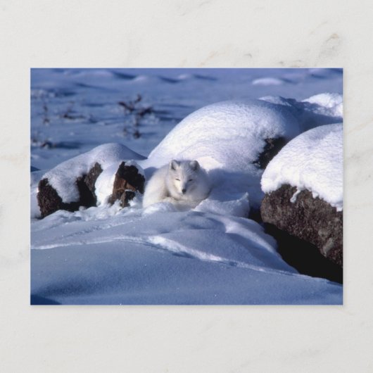 Carte postale Arctic Fox (Devant)