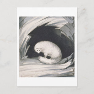 Carte Postale Arctic Fox, from 'Narrative of a Second voyage in
