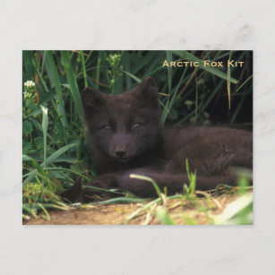 Carte Postale Arctic Fox Kit Wildlife Series # 19
