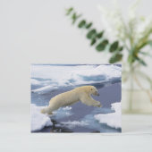 Carte Postale Arctique, Svalbard, Ours polaire s'étendant (Debout devant)