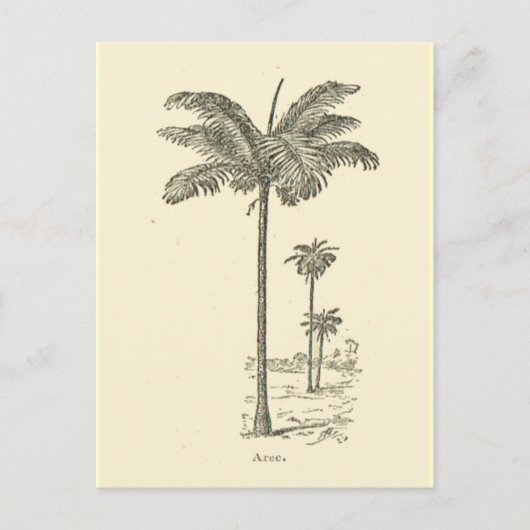 Carte Postale Arec, type de palmier (Devant)