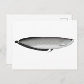 Carte Postale Argent Arowana (Devant / Derrière)