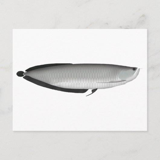Carte Postale Argent Arowana (Devant)