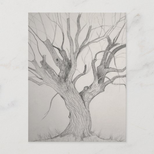 Carte postale Argent Maple (Devant)
