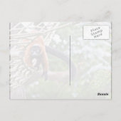 Carte Postale Argent Sur L'Arbre (Dos)