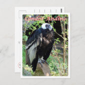 Carte Postale Argentina - Condor Andino - (Devant / Derrière)
