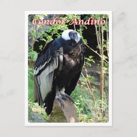 Carte Postale Argentina - Condor Andino - (Devant)